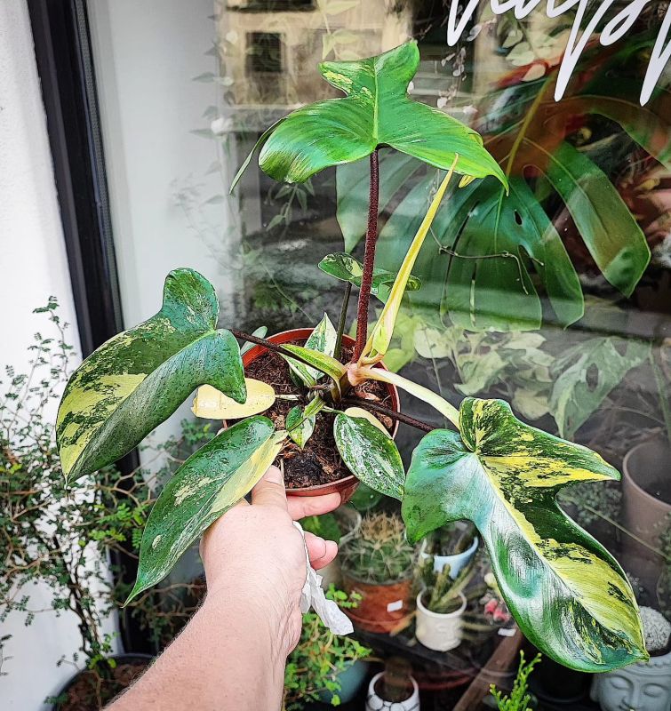 Philodendron Florida beauti