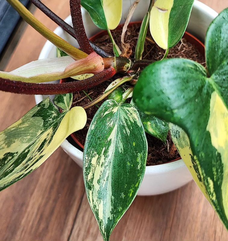 Philodendron Florida beauti