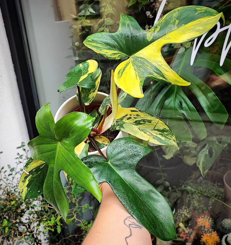 Philodendron Florida beauti