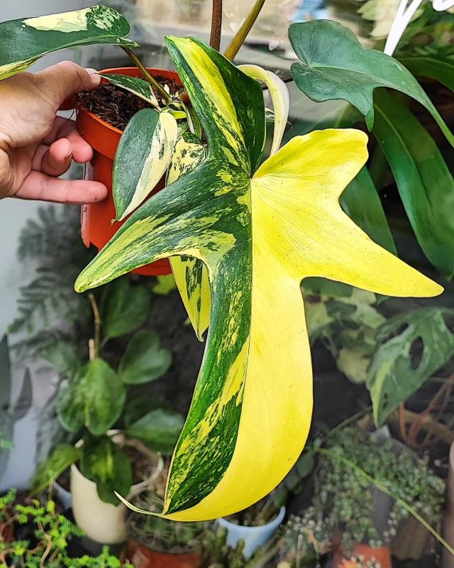 Philodendron Florida beauti