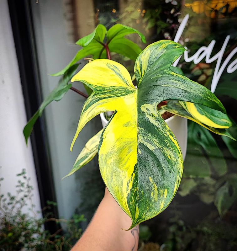 Philodendron Florida beauti