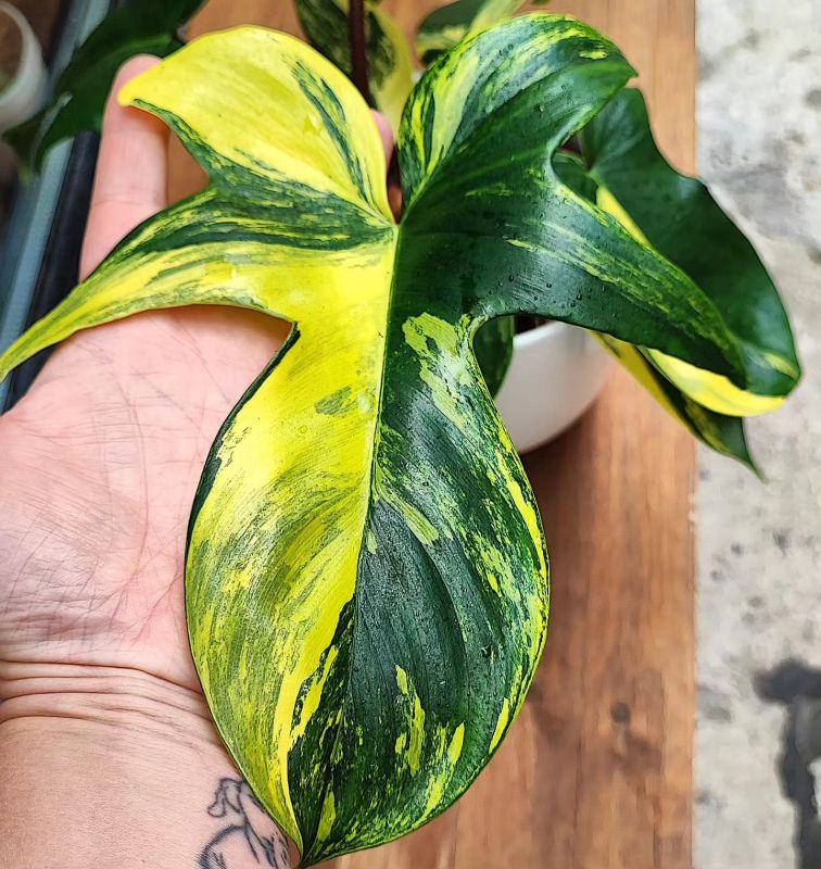 Philodendron Florida beauti