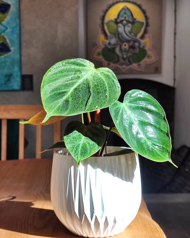 Philodendron El Choco Red mladá rostlina