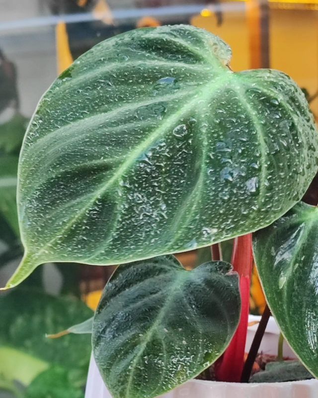 Philodendron El Choco Red mladá rostlina