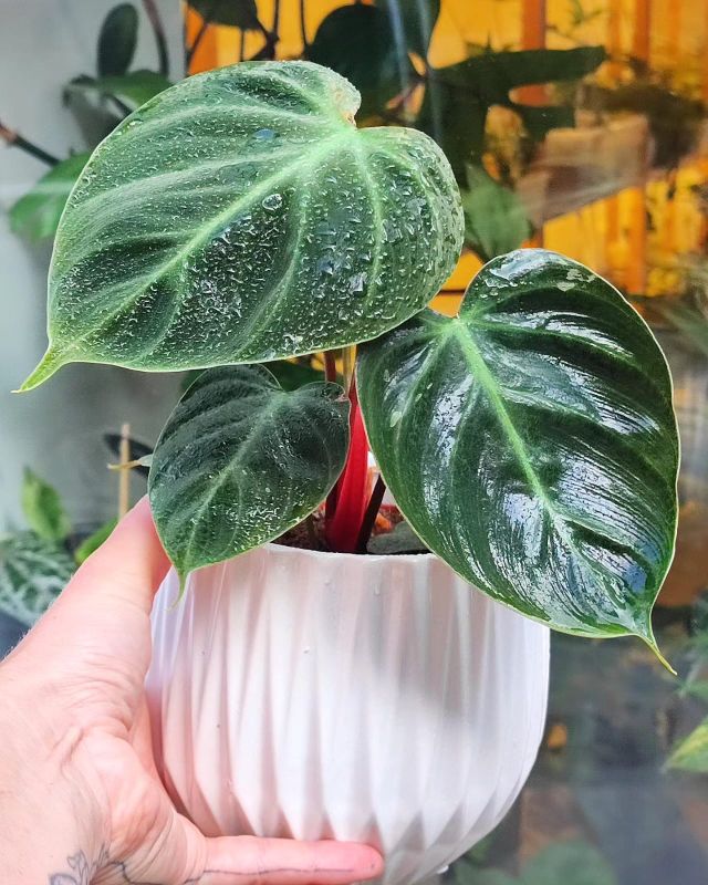 Philodendron El Choco Red mladá rostlina