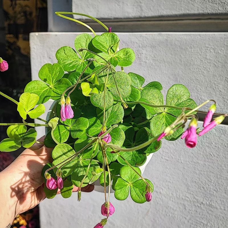 Oxalis bowiei Amarantha