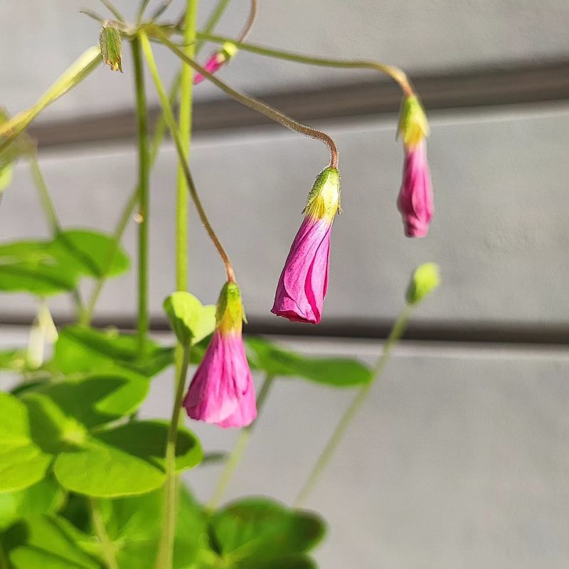Oxalis bowiei Amarantha