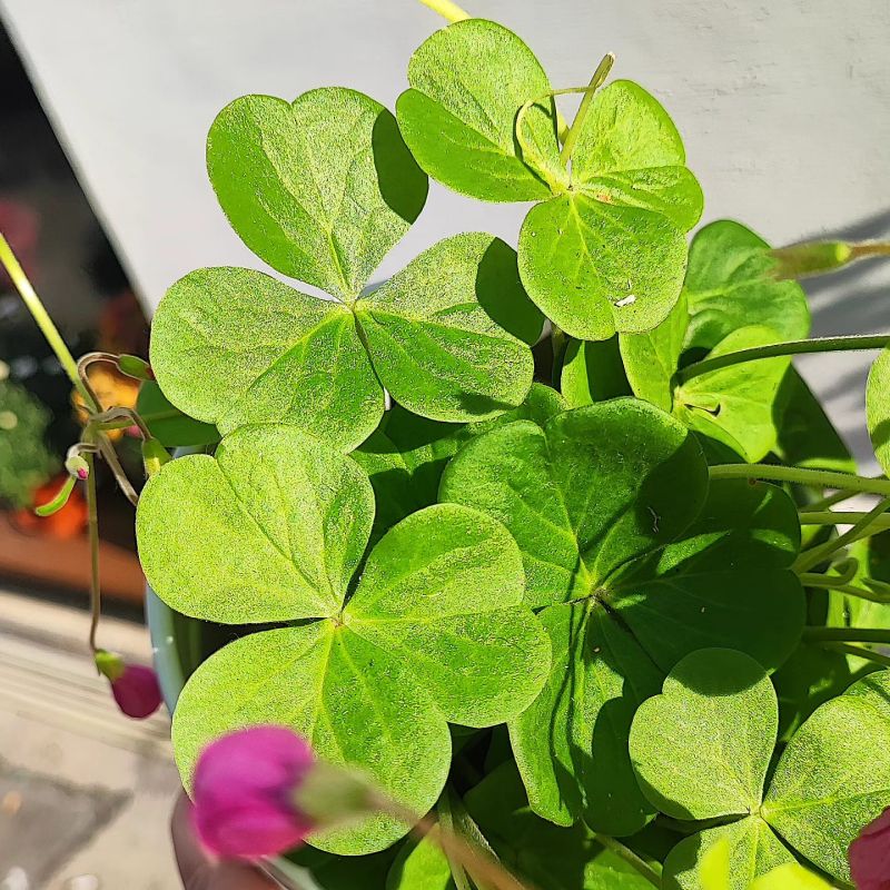 Oxalis bowiei Amarantha