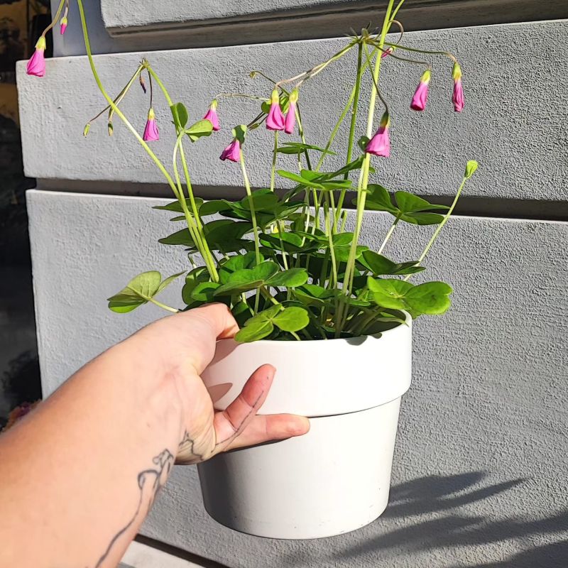 Oxalis bowiei Amarantha