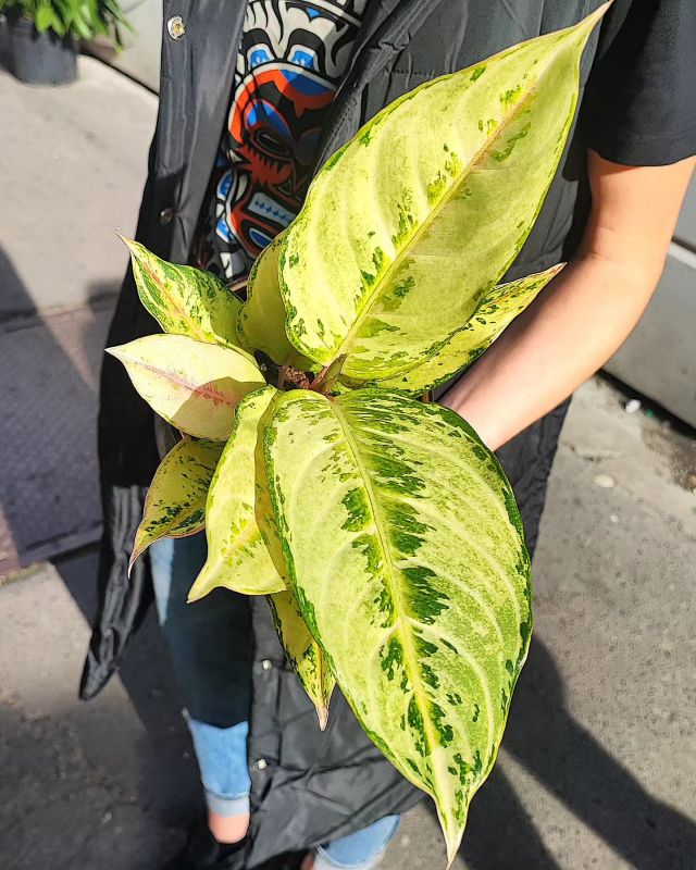 Aglaonema 'Chartreuse Pretty'