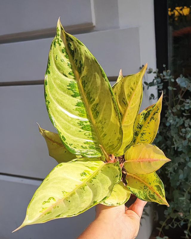 Aglaonema 'Chartreuse Pretty'