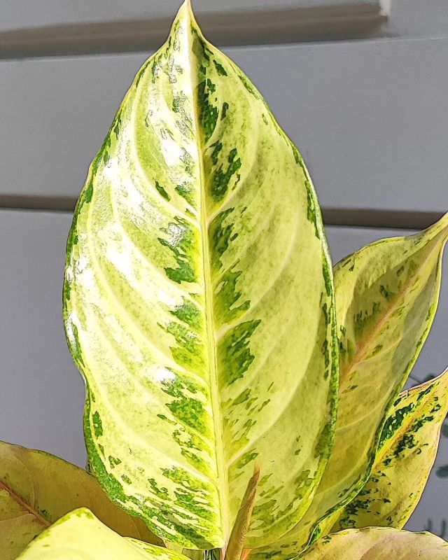 Aglaonema 'Chartreuse Pretty'