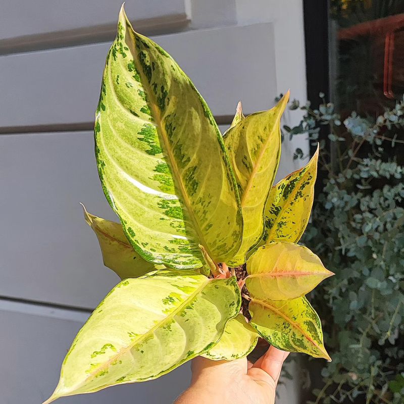 Aglaonema 'Chartreuse Pretty'