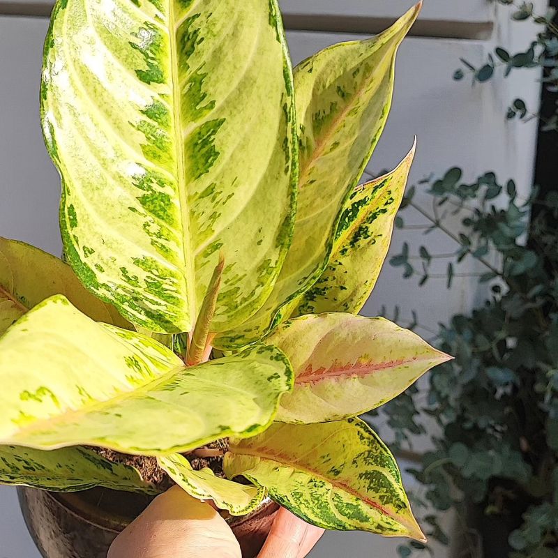 Aglaonema 'Chartreuse Pretty'