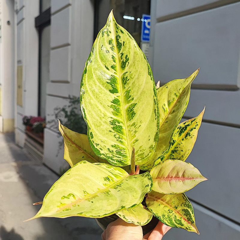 Aglaonema 'Chartreuse Pretty'