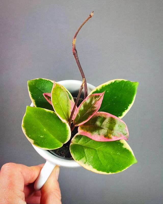 Hoya carnosa 'Krimson Queen Pink' aka 'Flamingo Dream'