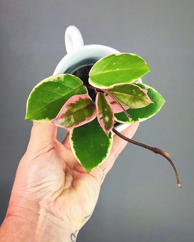 Hoya carnosa 'Krimson Queen Pink' aka 'Flamingo Dream'