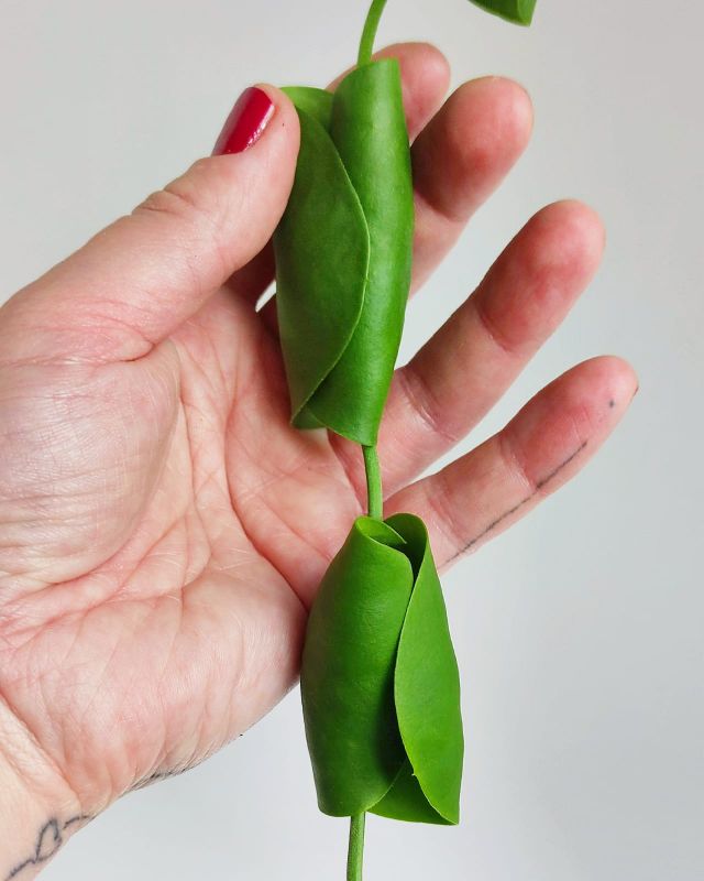 Dischidia platyphylla řízek k zakořenění