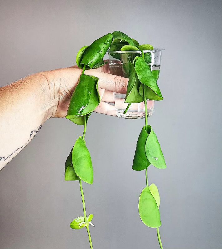 Dischidia platyphylla řízek k zakořenění