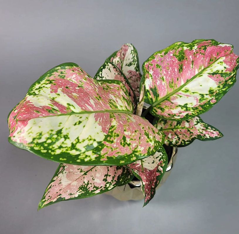 Aglaonema 'Anyamanee Tricolor'