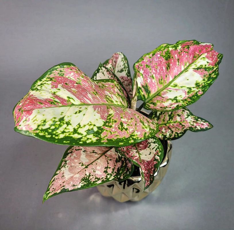 Aglaonema 'Anyamanee Tricolor'