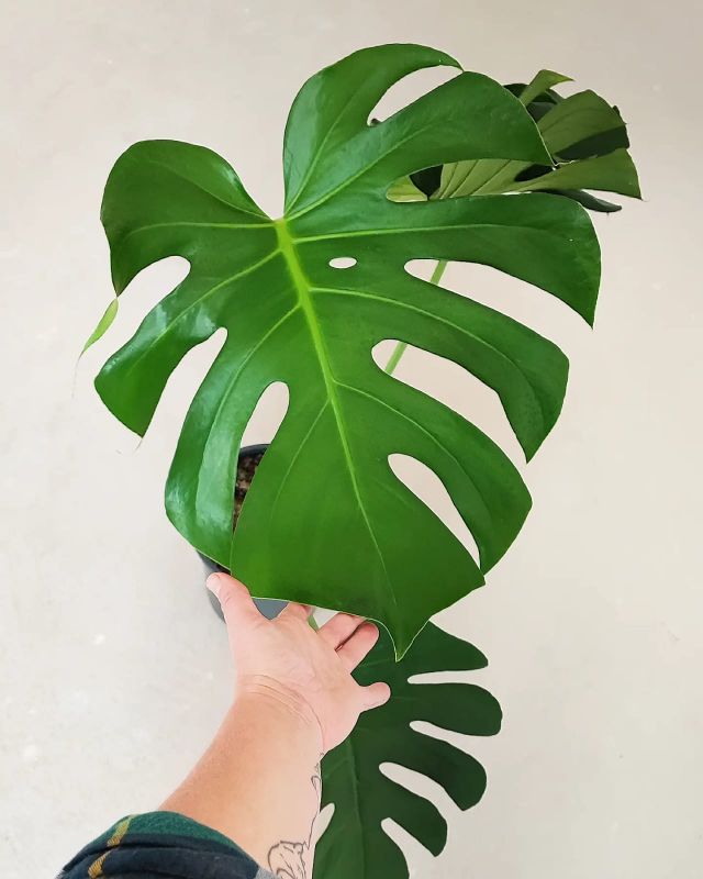 Monstera deliciosa