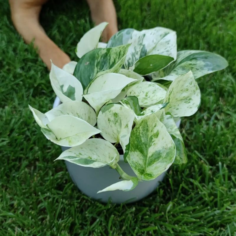 Epipremnum happy leaf Manjula
