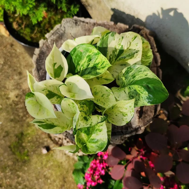 Epipremnum happy leaf Manjula