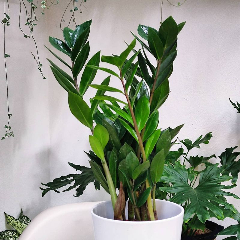 Zamioculcas zamiifolia