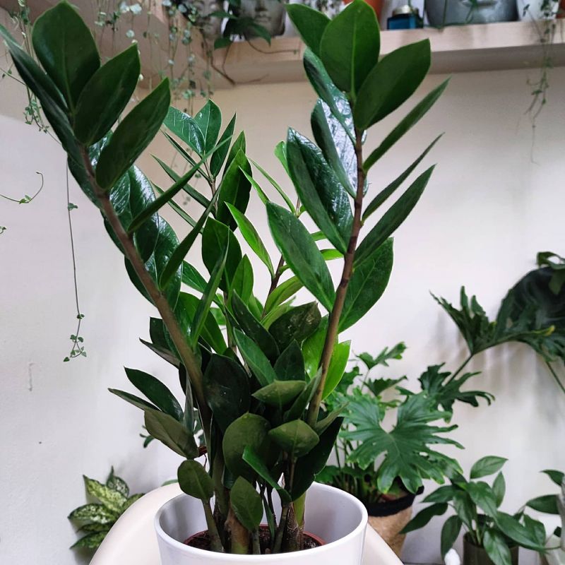 Zamioculcas zamiifolia