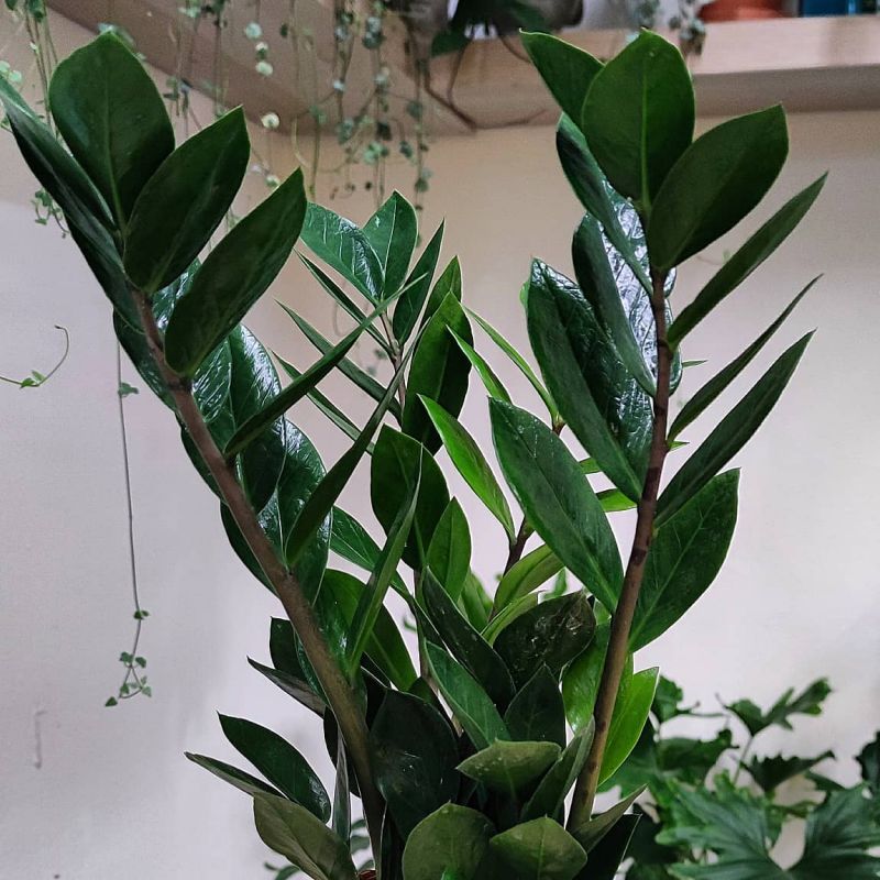 Zamioculcas zamiifolia