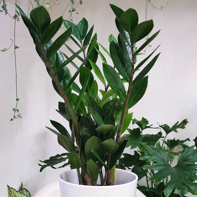 Zamioculcas zamiifolia