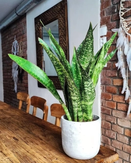 Sansevieria Jaboa