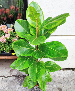 Ficus Altissima variegata XL