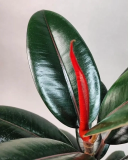 Ficus elastica Burgundy