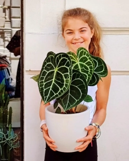 Anthurium clarinervum XL