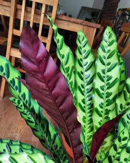 Calathea lancifolia XL