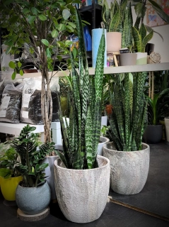 Sansevieria Zeylanika XL