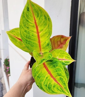 Aglaonema Iguana red