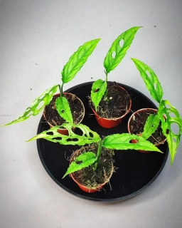 Monstera Obliqua Peru Mini Rostlinka