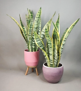 Sansevieria trifasciata Laurentii