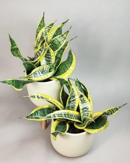 Sansevieria trifasciata Dragon Tongue