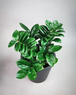Zamioculcas Zenzi
