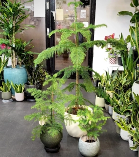 Araucaria heterophylla. Blahočet ztepilý