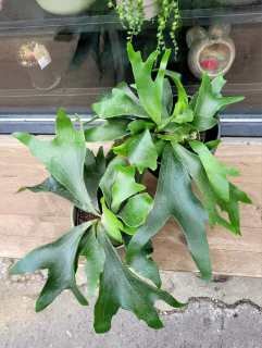 Platycerium bifurcatum