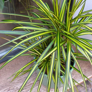 Dracaena Sunshine