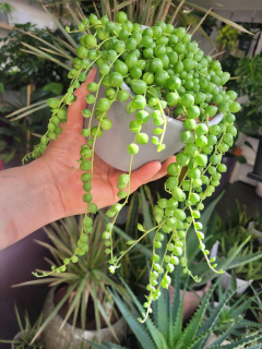 Senecio Rowleyanus