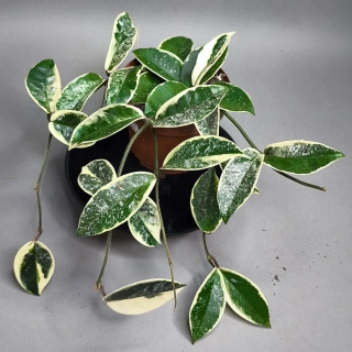 Hoya Carnosa Krimson Queen Splash