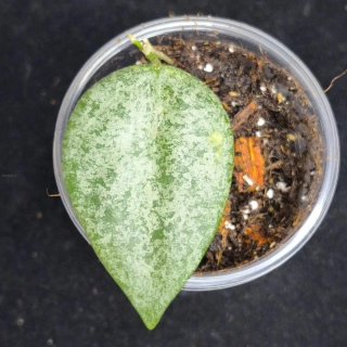 Hoya Caudata Argene