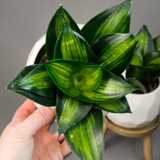 Sansevieria Hahnii 'Green Mold Variegated